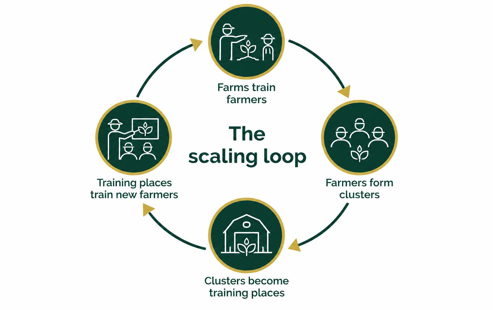The scaling loop: farms train farmers, farmers form clusters, clusters become training places, training places train new farmers